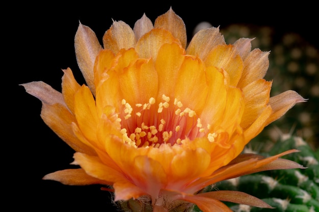 Blooming Cactus Flower Lobivia Hybrid Orange Color