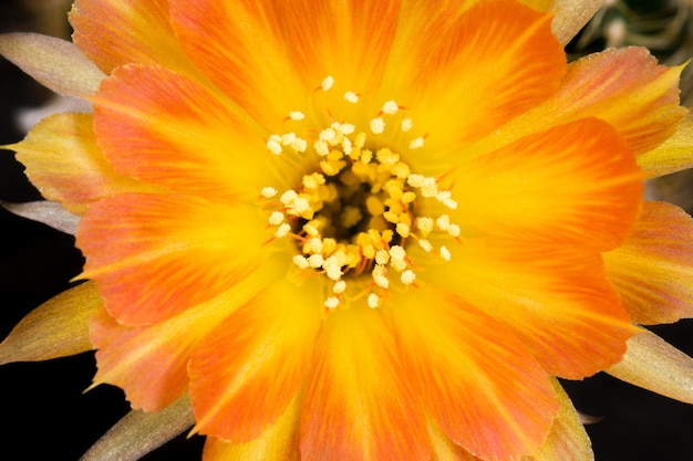 Blooming Cactus Flower Lobivia Hybrid Orange Color