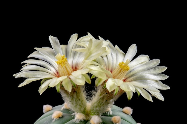 Blooming Cactus Flowers Astrophytum Asterias