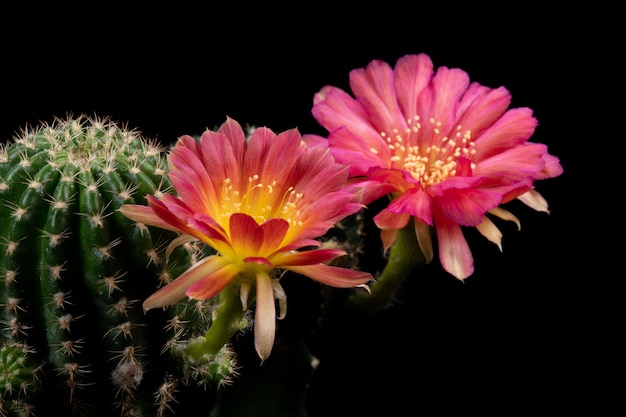 Blooming Cactus Flowers Lobivia Hybrid Red Color