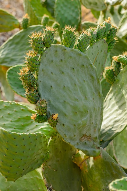 Blooming cactus