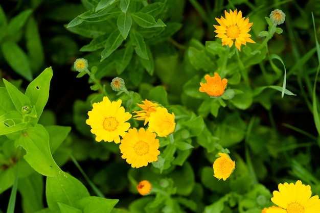 Blooming calendula officinalis in the summer garden closeup