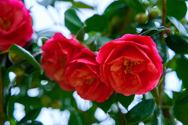 Blooming camellia flowers in the city park.