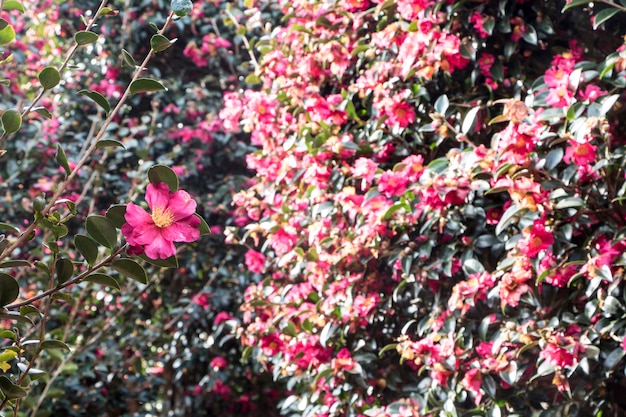 Blooming Camellia flowers of Jeju Island, Korea