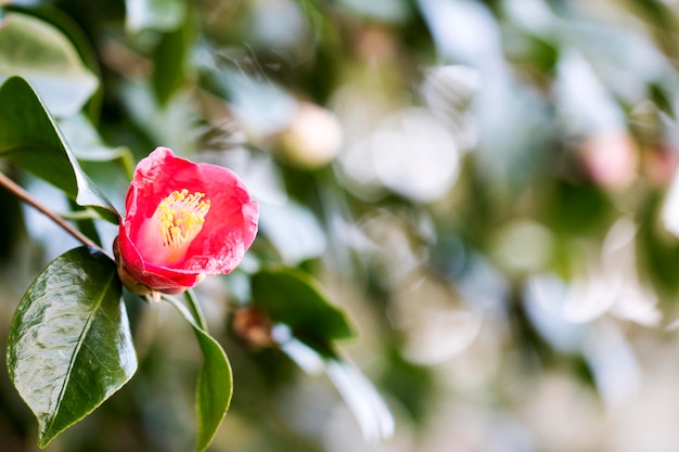 Blooming Camellia flowers in Korea