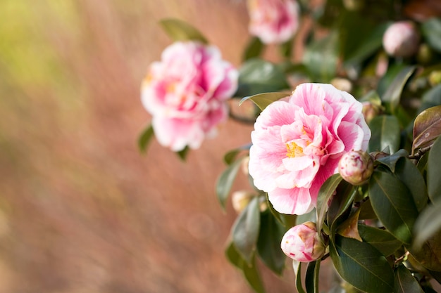 Blooming Camellia flowers in Korea