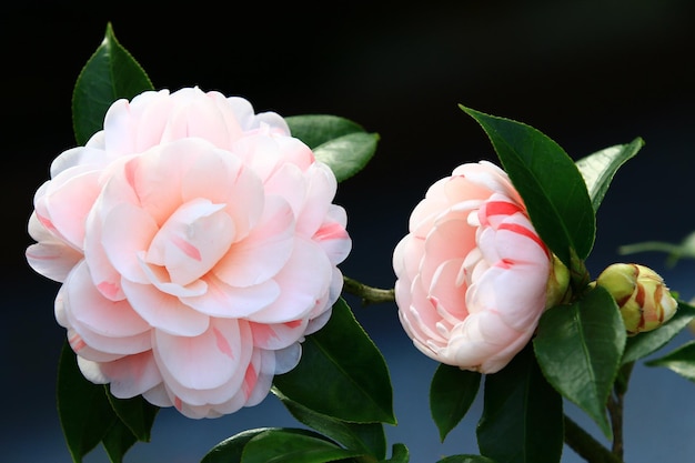 blooming Camellia flowers