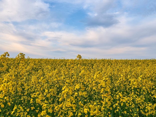 Blooming canola flowers close up