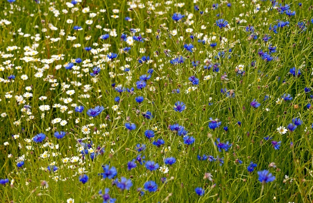 Blooming chamomile and cornflower