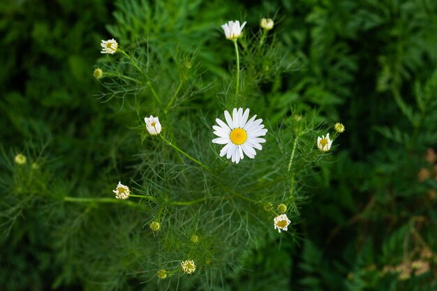 Blooming chamomile field Chamomile flowers on a meadow in summer