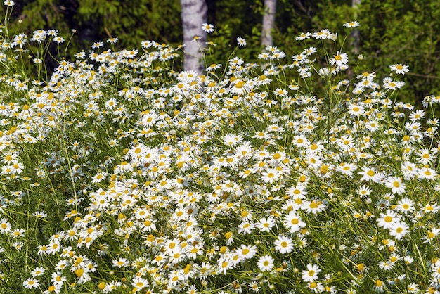 Blooming chamomile in a forest clearing summer floral natural background