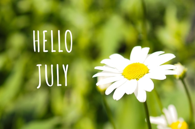 Blooming chamomile among the grass and the inscription hello julyxA