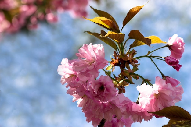 Blooming cherry blossoms closeup Beautiful spring postcard Selective focus