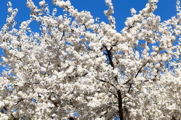 Blooming cherry on blue sky background, spring