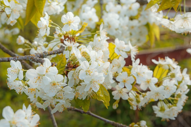 A blooming cherry branch in the rays of the bright sun