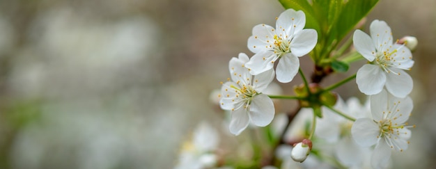 Blooming cherry branch in the spring garden at the wedding ceremony.