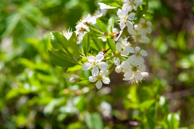 Blooming cherry branch with several flowers