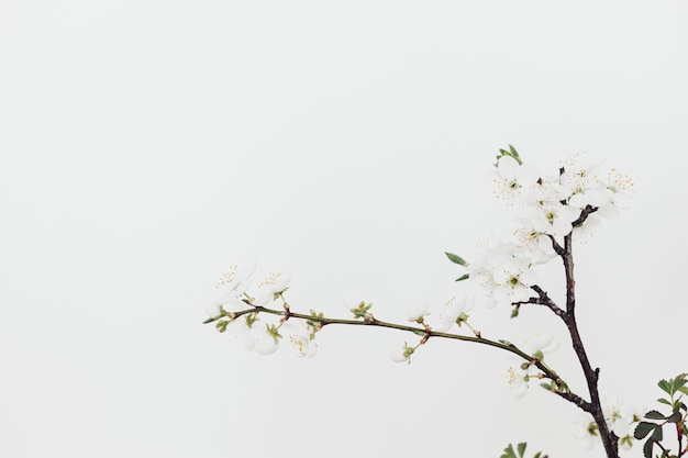 Blooming cherry branches close up against white wall Spring flowers tender wallpaper Space for text Hello spring Simple countryside living