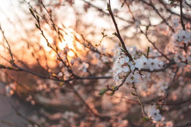 Blooming cherry branches in spring on a sunset background