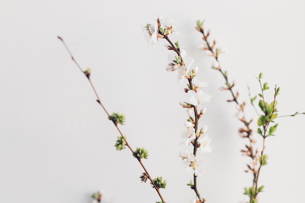 Photo blooming cherry branches on white wall background spring flowers rural wallpaper simple countryside living hello spring space for text