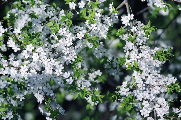 blooming cherry flowers branch