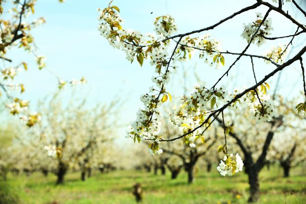 Blooming cherry garden