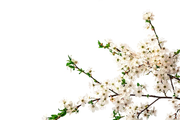 Blooming cherry plum branches isolated on white background Festive greeting card