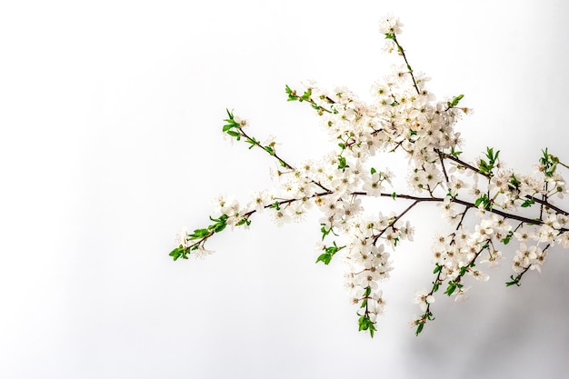 Blooming cherry plum branches isolated on white background Festive greeting card