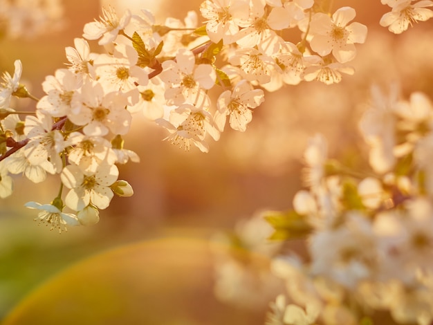 Blooming cherry plum in the park.