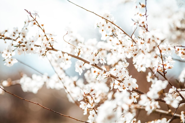 Blooming cherry plum tree spring background