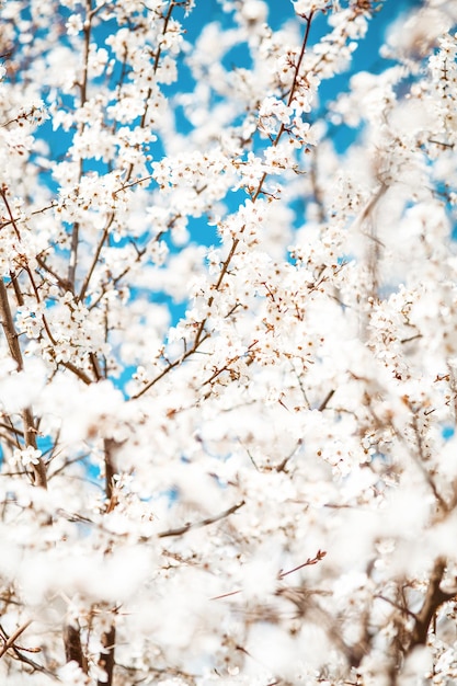 Blooming cherry plum tree spring background