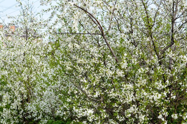 Blooming cherry. Spring.