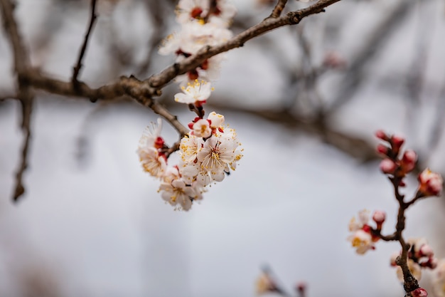 Blooming cherry tree branch on a spring sunny day