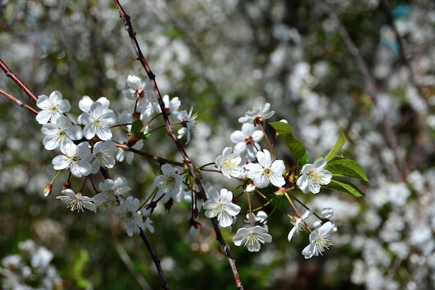 blooming cherry tree with white flowers isolated in the garden in sunny day, close-up