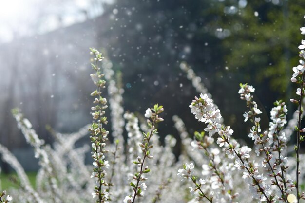 Blooming cherry twigs with sun glare Spring background Beauty in nature