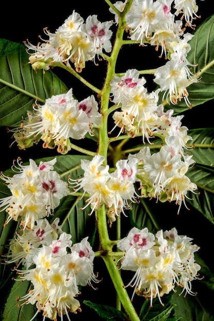 Blooming chestnut tree flowers on a black background