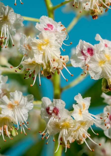 Blooming chestnut tree flowers on a blue background