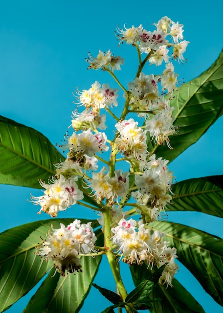 Blooming chestnut tree flowers on a blue background