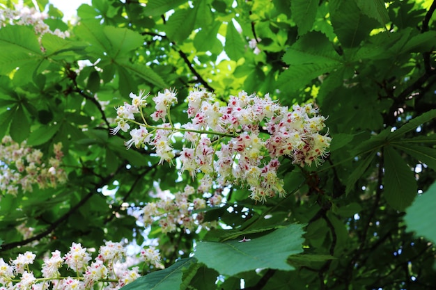 Blooming chestnuts