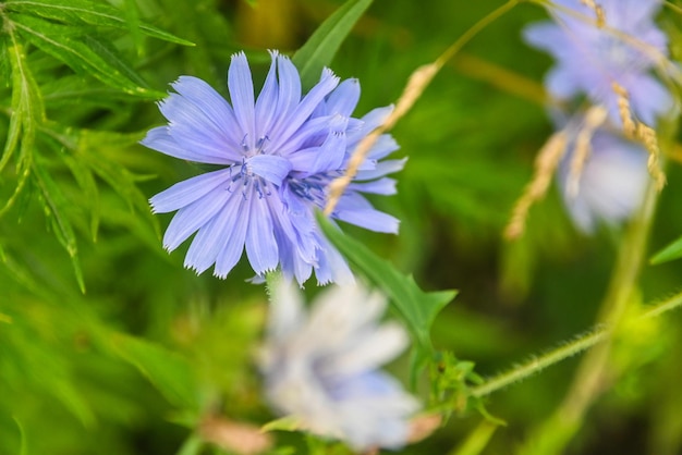 Blooming chicory