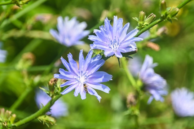 Blooming chicory