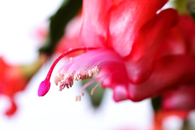 Blooming Christmas Cactus Schlumbergera