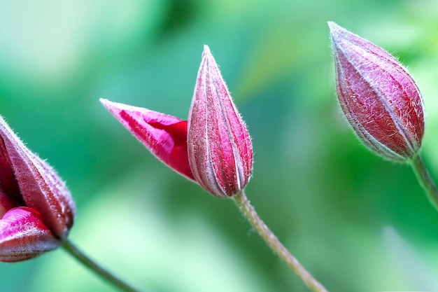 Blooming clematis flowers in the summer garden