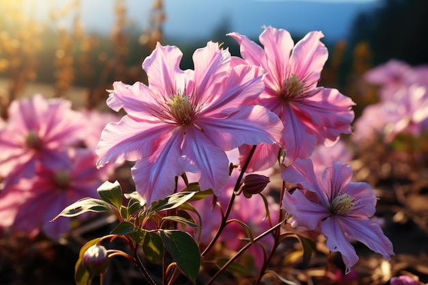 Blooming clematis in the garden