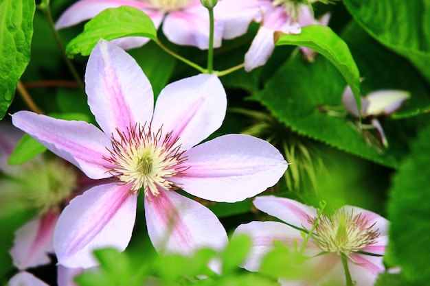 blooming Clematis hybridas or Vase vine flowers