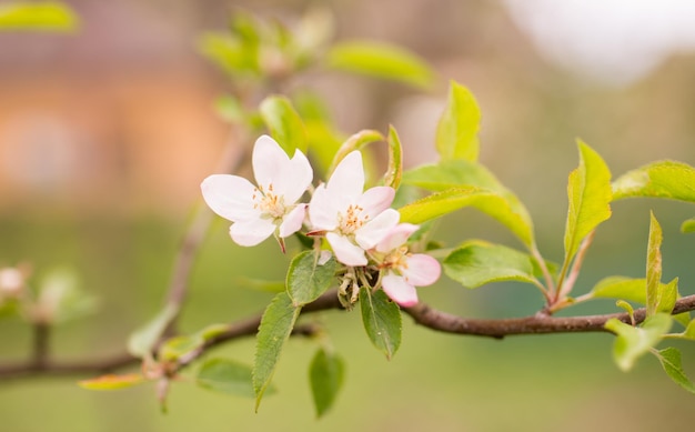 Blooming colorful apple tree in spring months. blurry background