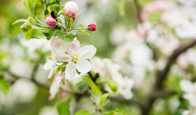 Blooming colorful apple tree in spring months. blurry background