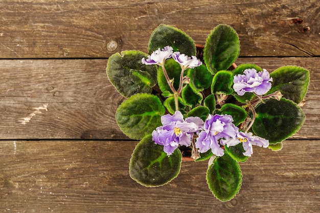 Blooming colorful domestic violet in a pot on a wooden background Bright flowers