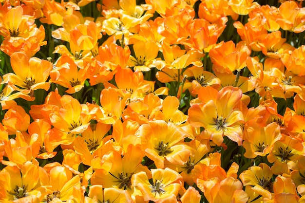 Blooming colorful tulip flowers as floral background