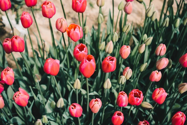 Blooming colorful tulip flowers as floral background